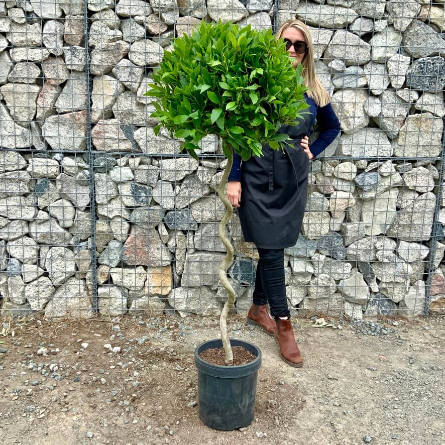 Laurus nobilis  Spiral tijli Defne